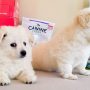 Exceptional German Spitz Puppies Available