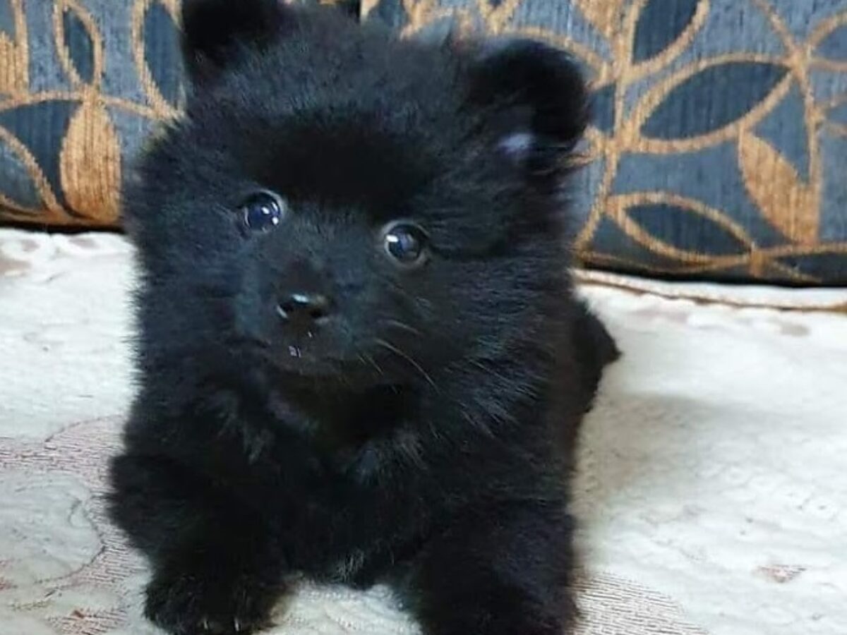Pure Breed Black German Spitz Puppies Pets For Homes