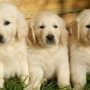 Pure Breed Golden Retriever Puppies