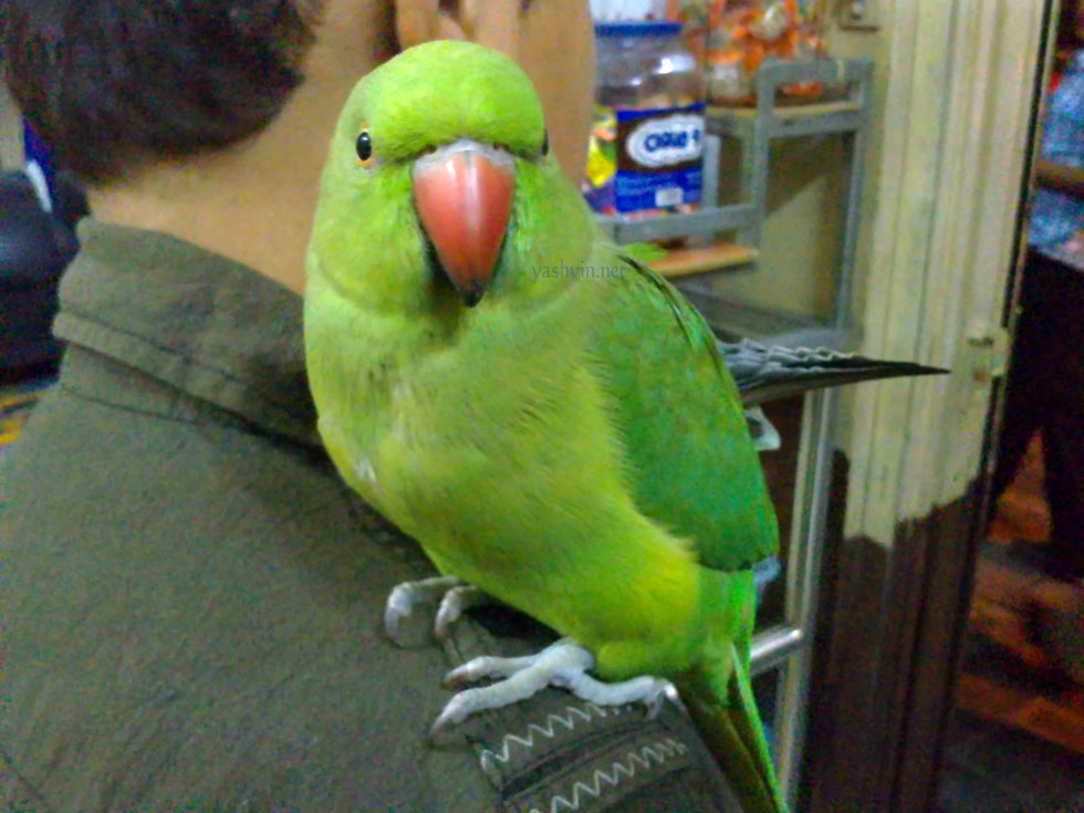Cato Vert parrot