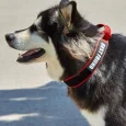 Strong Handler Dog Collar Medium