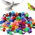 Bird colourful foot rings