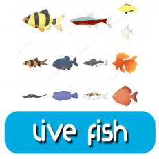 Live Fish