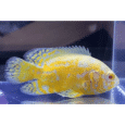 Yellow Oscar Live Fish – Vibrant & Healthy Cichlid