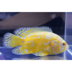 Yellow Oscar Live Fish – Vibrant & Healthy Cichlid