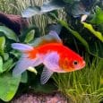Red and White Goldfish Live Fish
