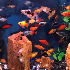 Assorted Platies Live Fish