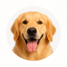 Dogs