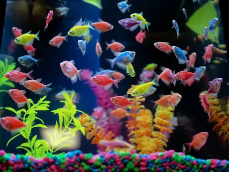 Colored Glow Tetra Live Fish