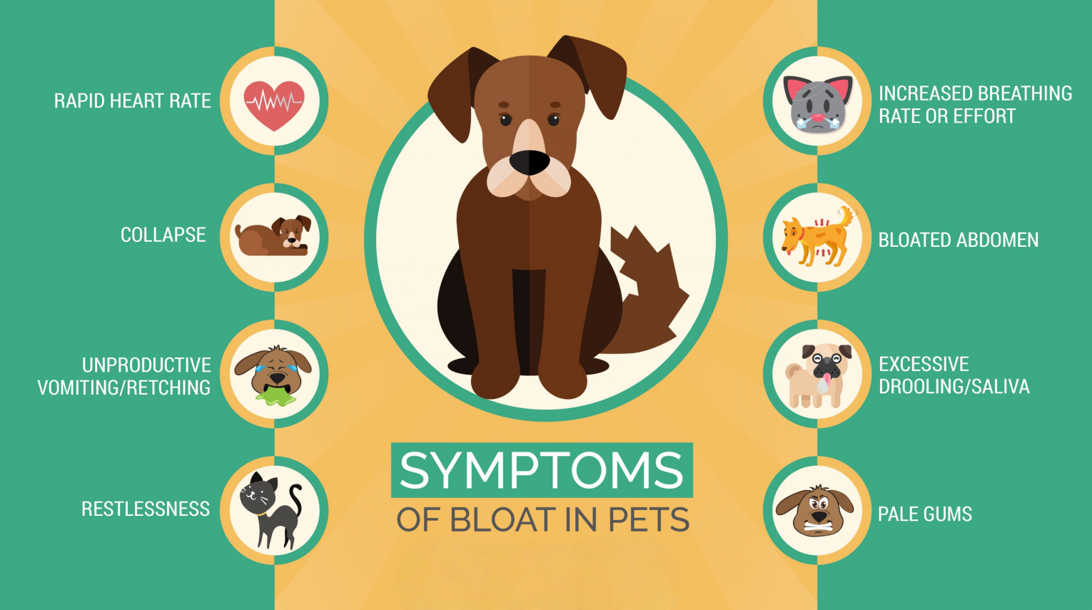 why dog bloating in mauritius