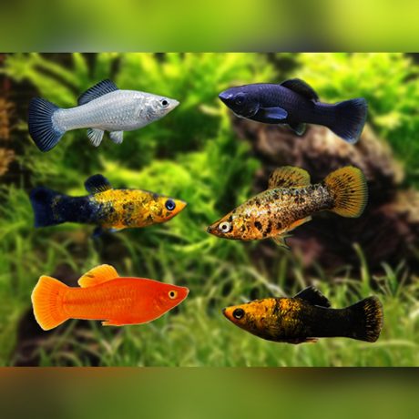 Assorted Molly Live Fish
