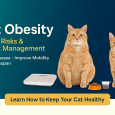 Cat Obesity: Health Risks and Weight Management