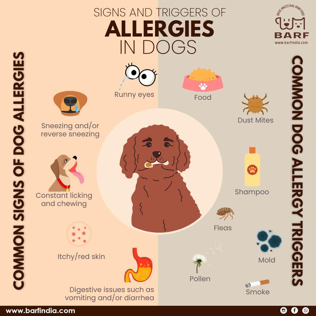 Can You Be Allergic to Certain Breeds of Dogs? Find Out Now!