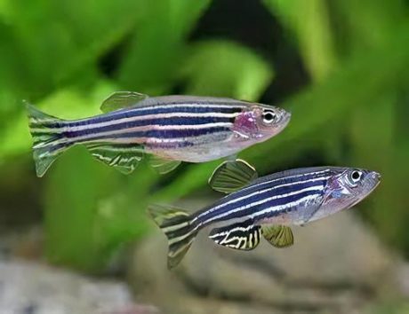 Zebra Danios live fish