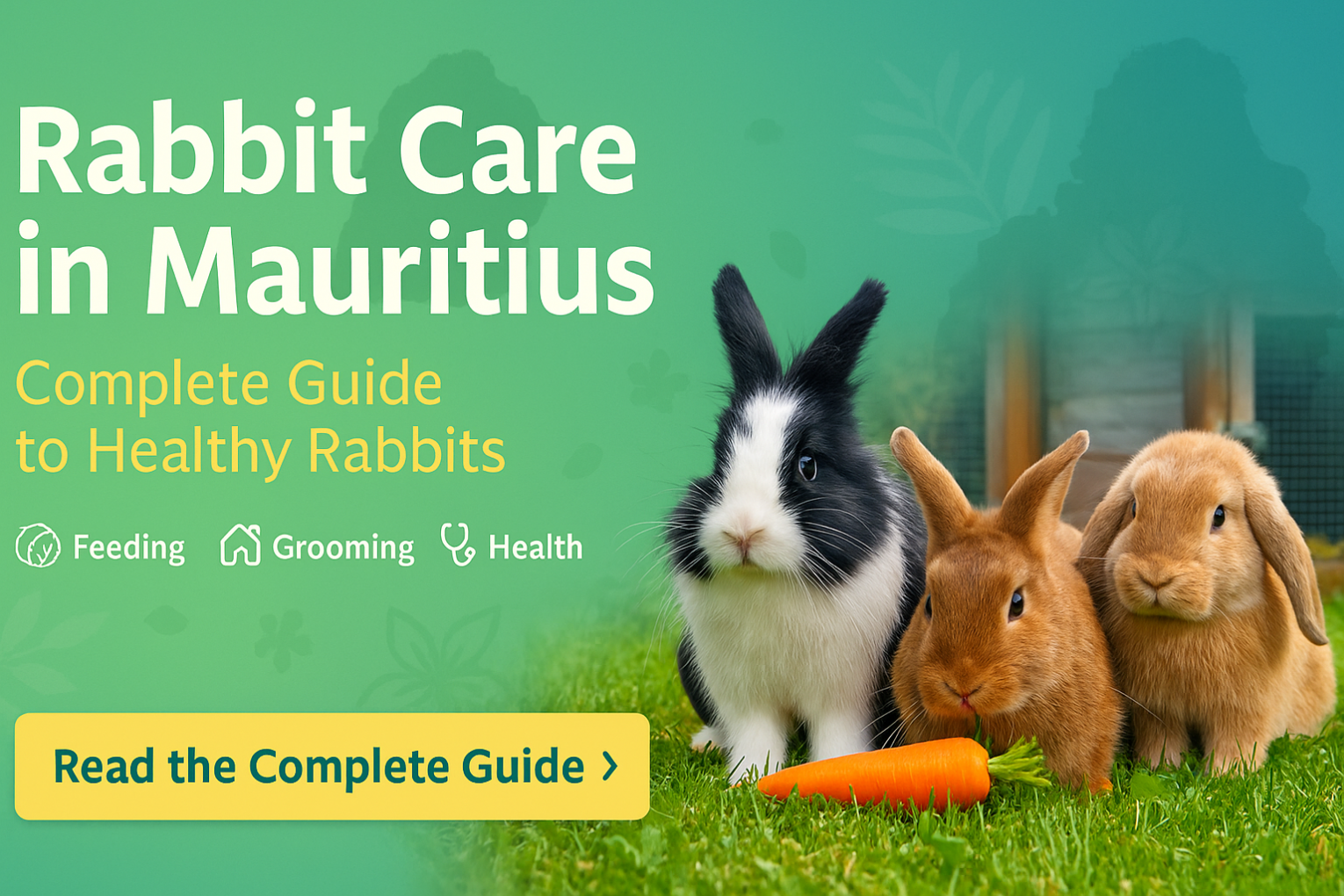 Complete rabbit care guide for Mauritius